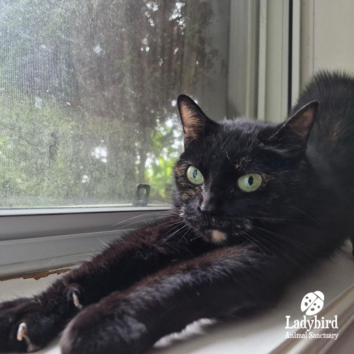 Crème Brûlée, an adopted mixed breed in Hamilton, ON image 3/6