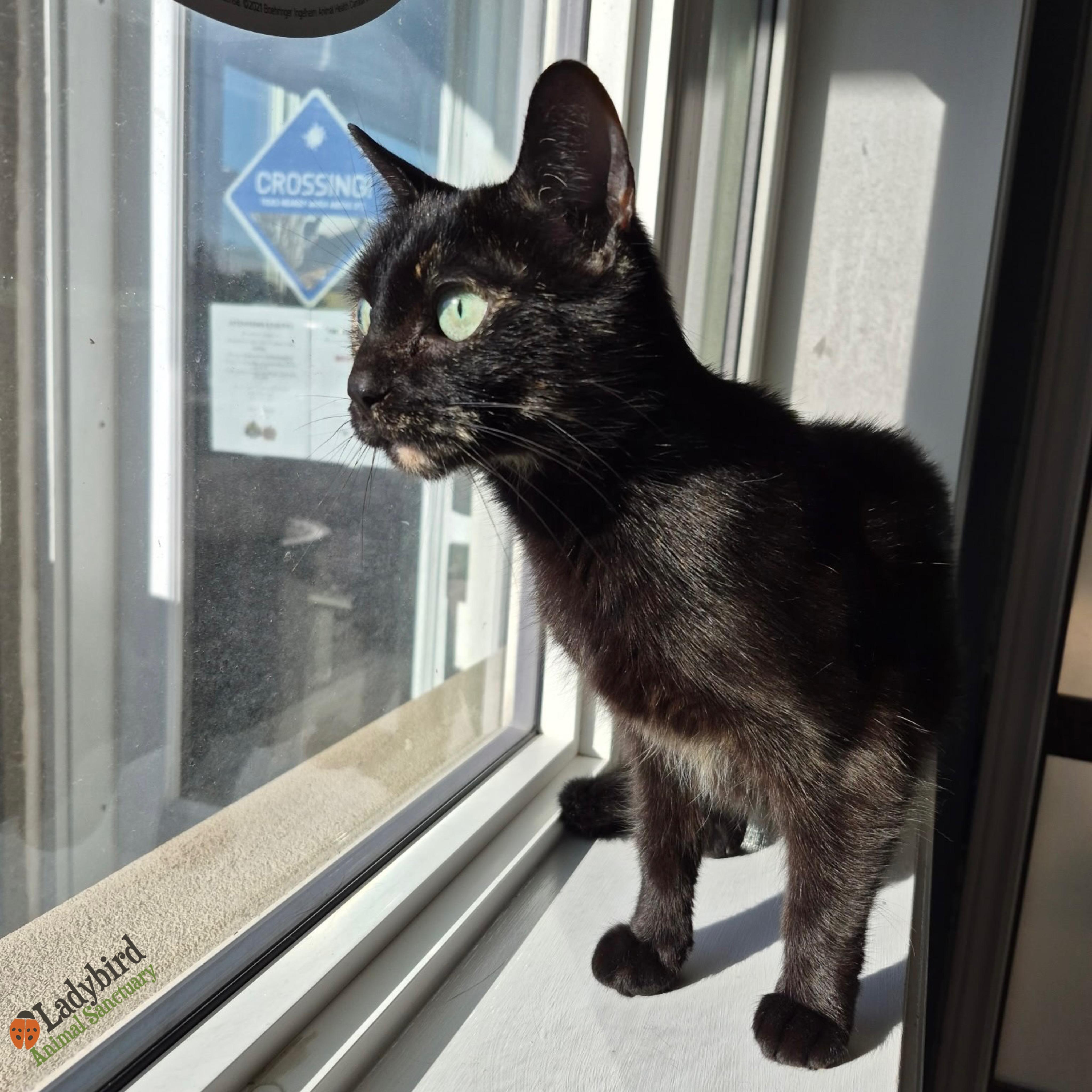 Crème Brûlée, an adopted mixed breed in Hamilton, ON image 2/6