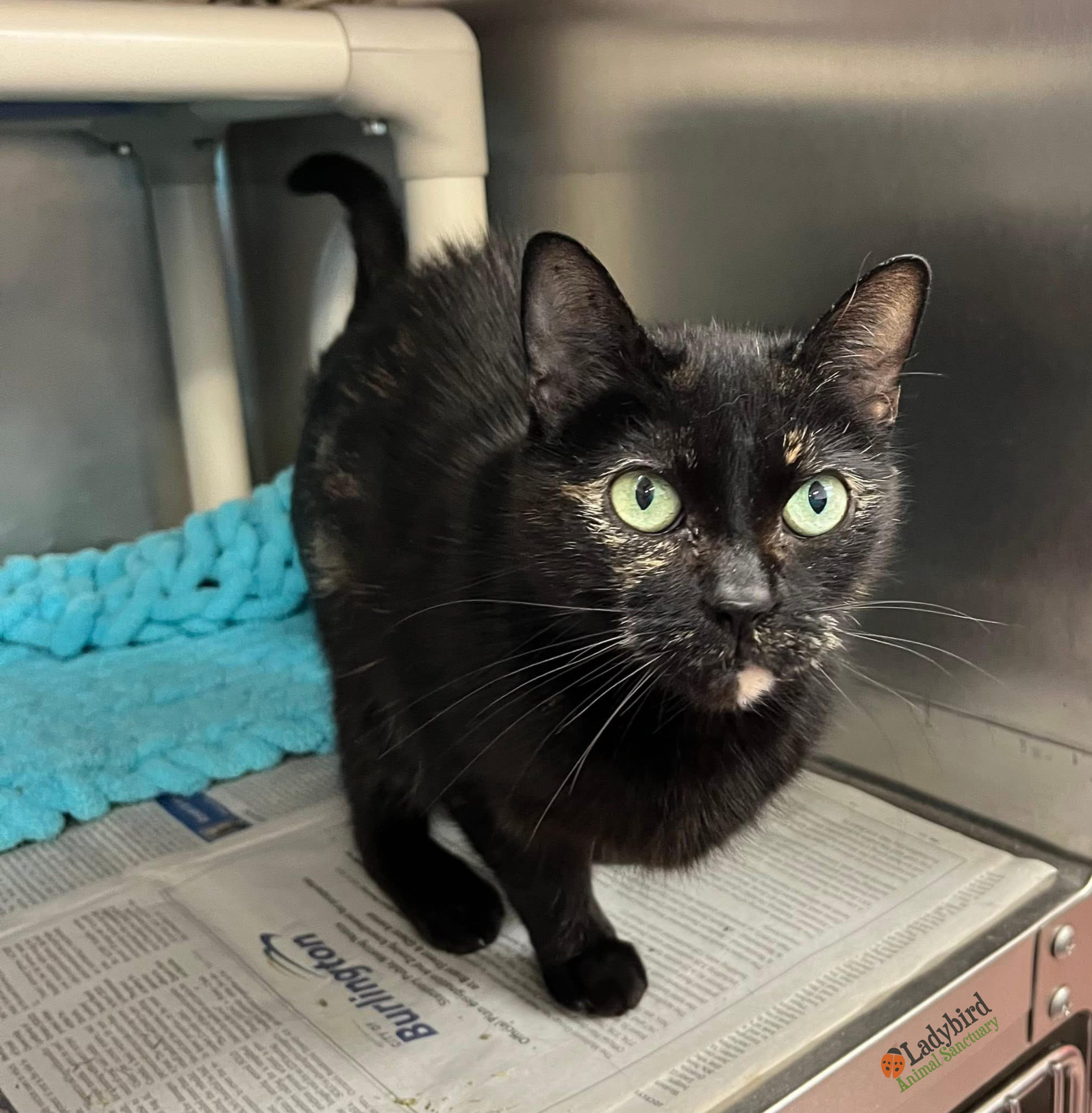 Crème Brûlée, an adopted mixed breed in Hamilton, ON image 4/6