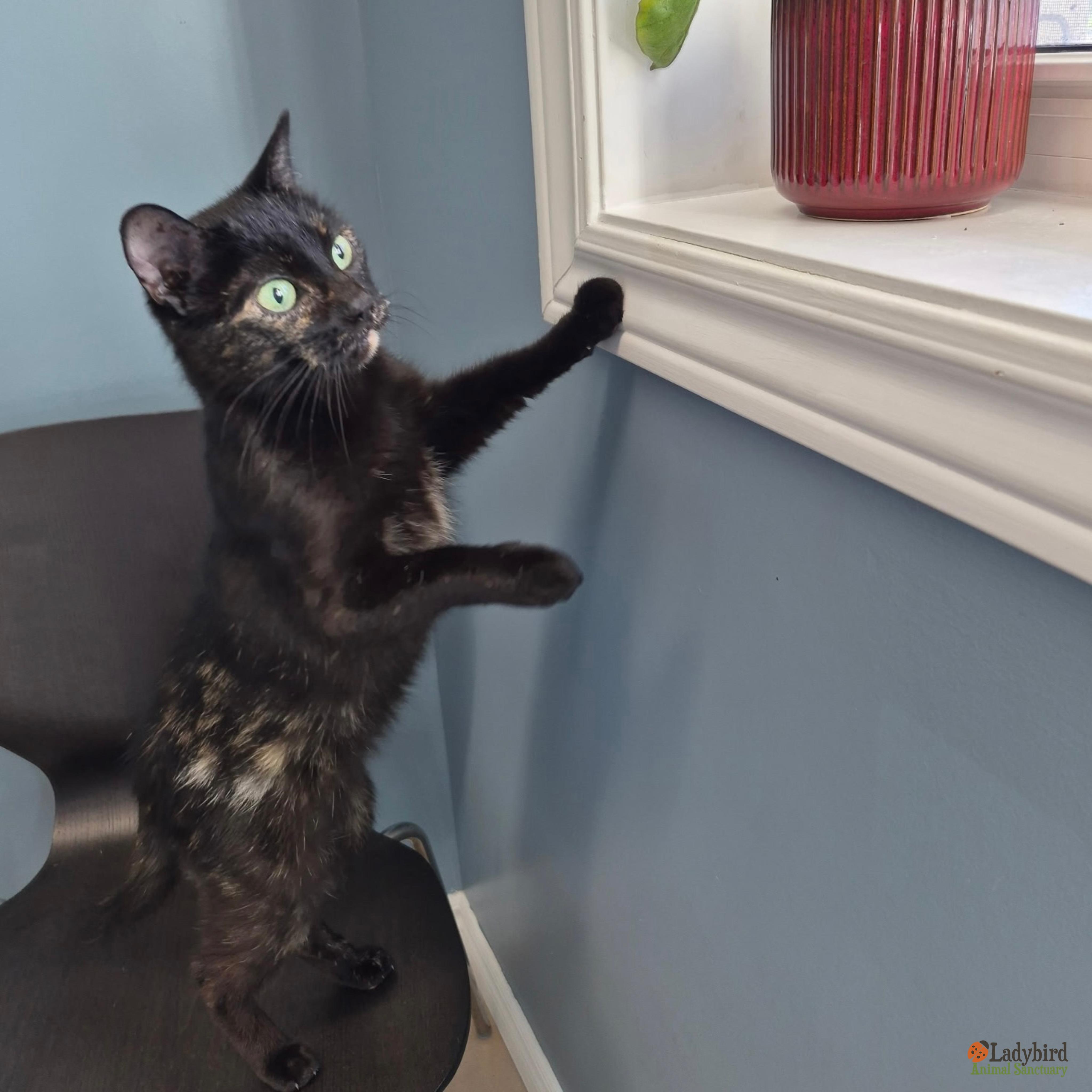 Crème Brûlée, an adopted mixed breed in Hamilton, ON image 5/6