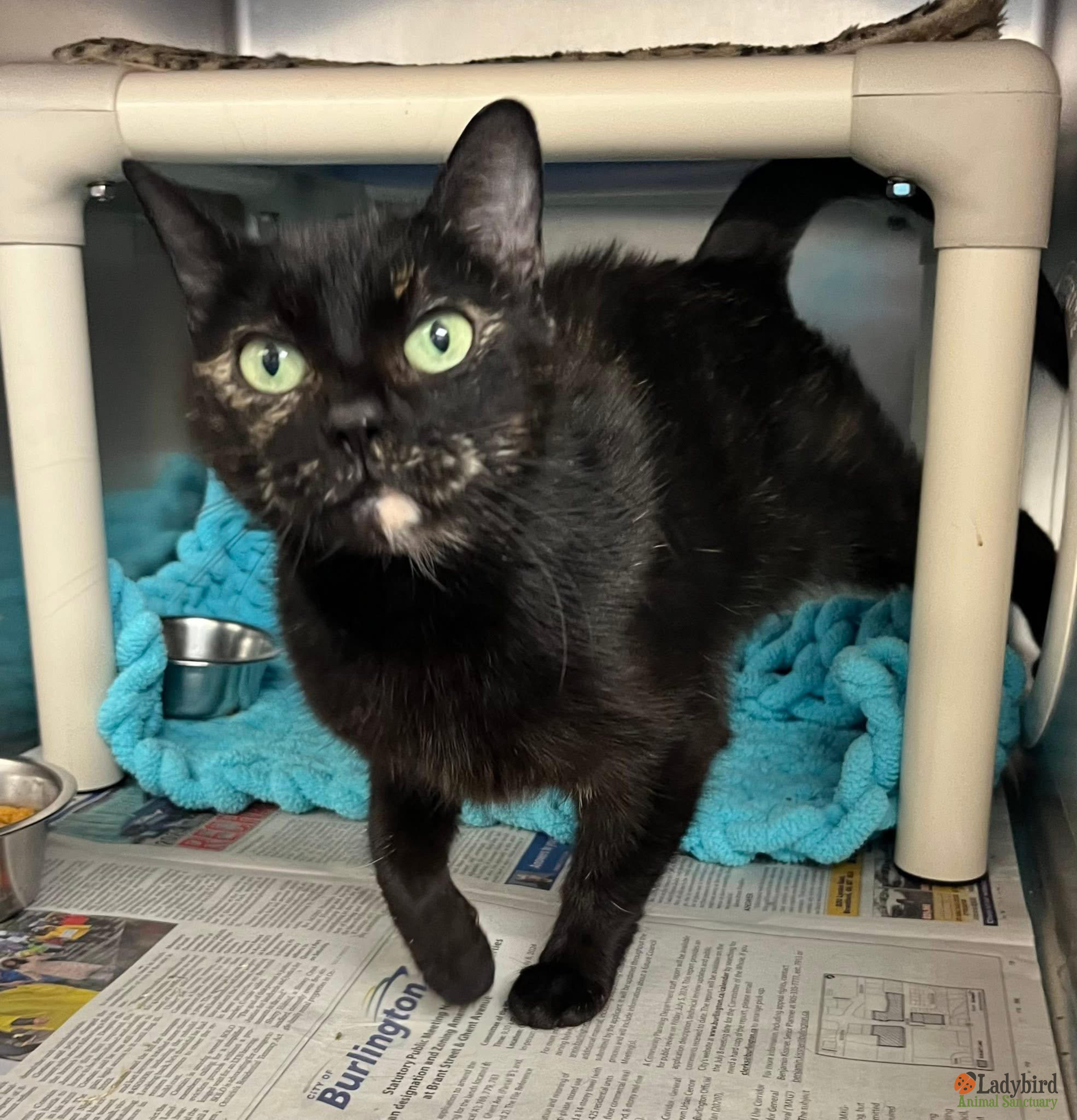 Crème Brûlée, adopted, Adult Female Domestic Short Hair.