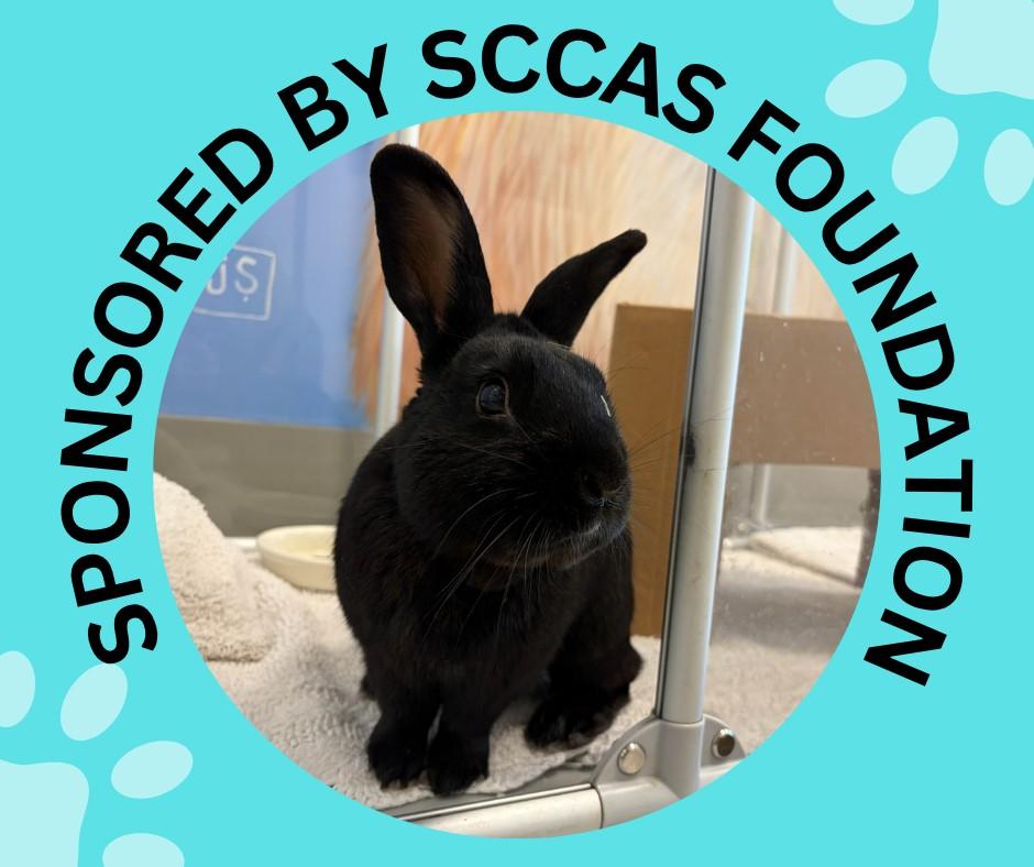 Enlarge HERSHEY, a Adoptable Bunny Rabbit in Santa Cruz, CA image 1/1