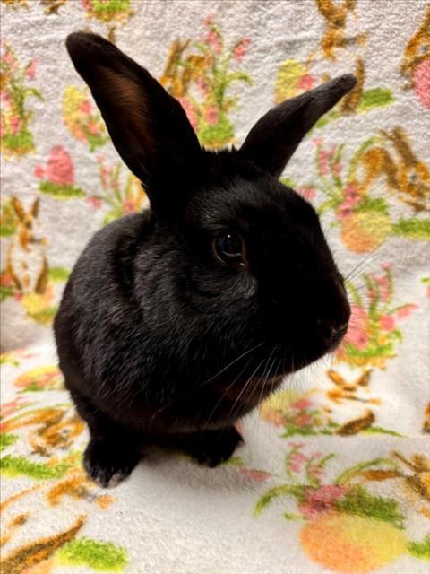 HERSHEY, Adoptable, Adult Male Bunny Rabbit.
