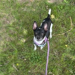 Enlarge Alfalfa, a ADOPTABLE Rat Terrier in Worcester, MA image 1/1