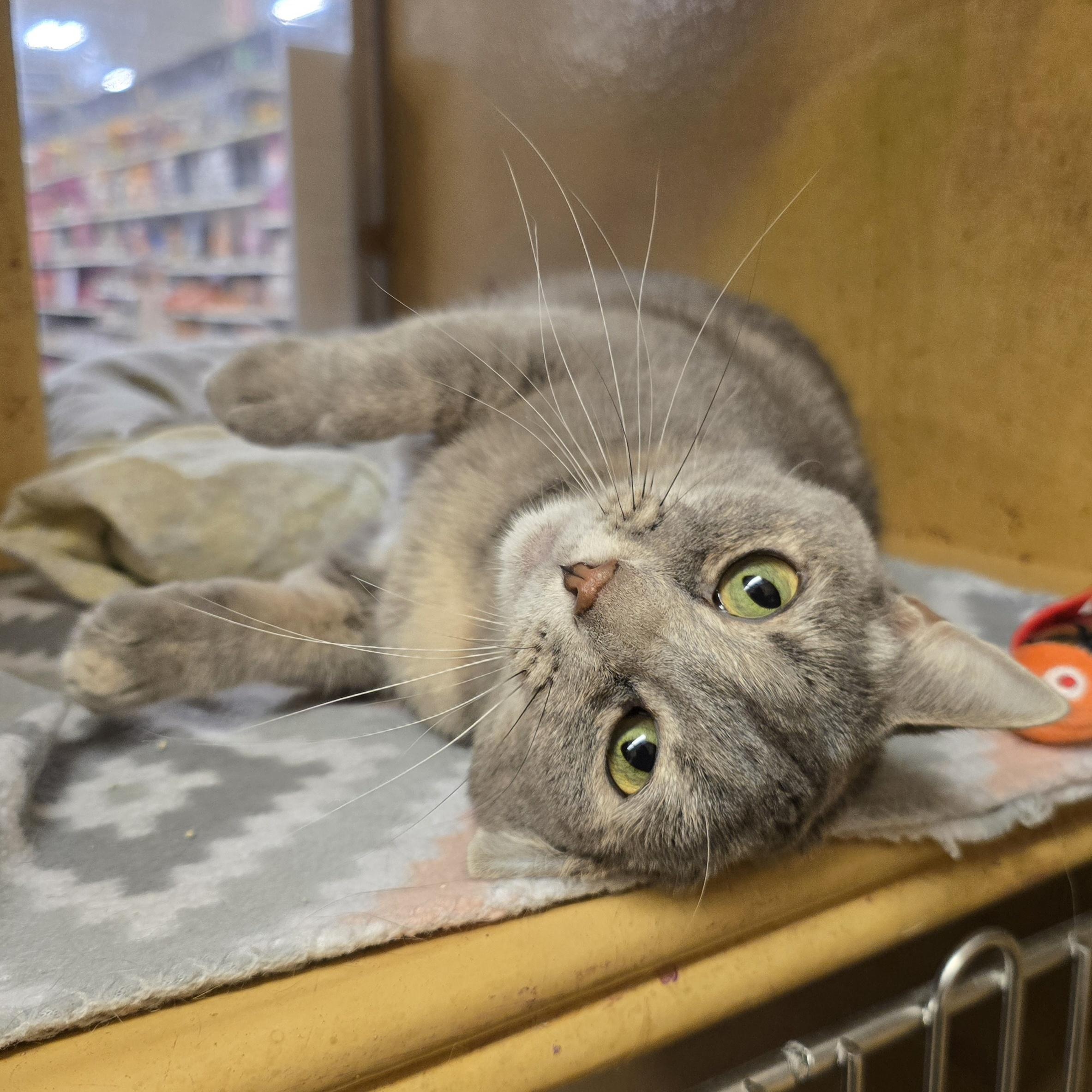Maggie, Adult Female Domestic Short Hair