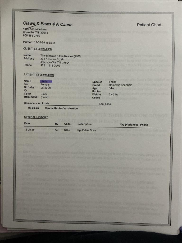 Lizzie, Adoptable, Kitten Female Domestic Short Hair.