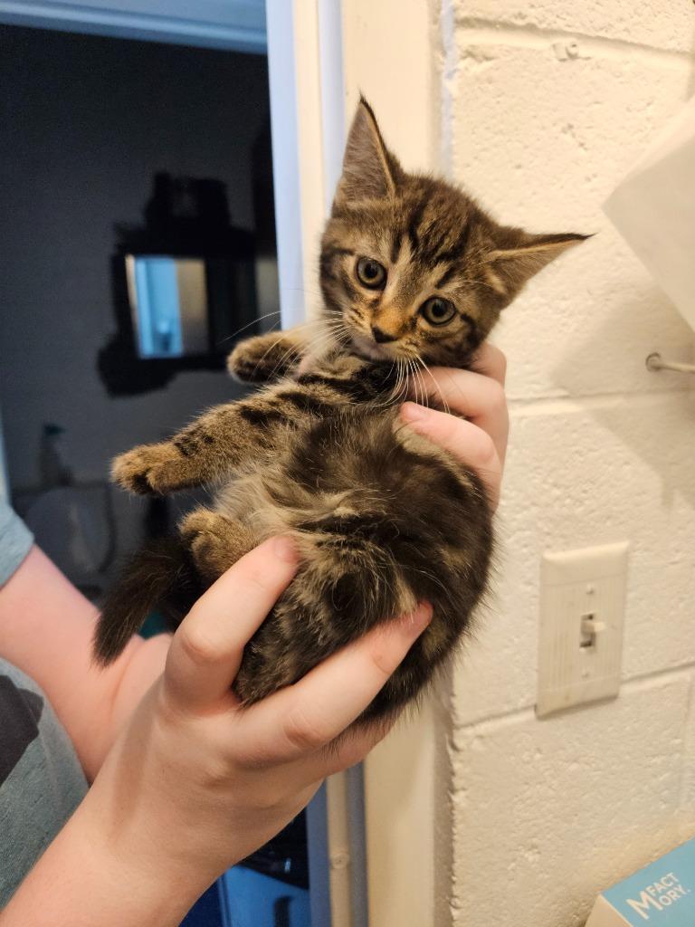 Enlarge Lizzie, a Adoptable mixed breed in Johnson City, TN image 2/4