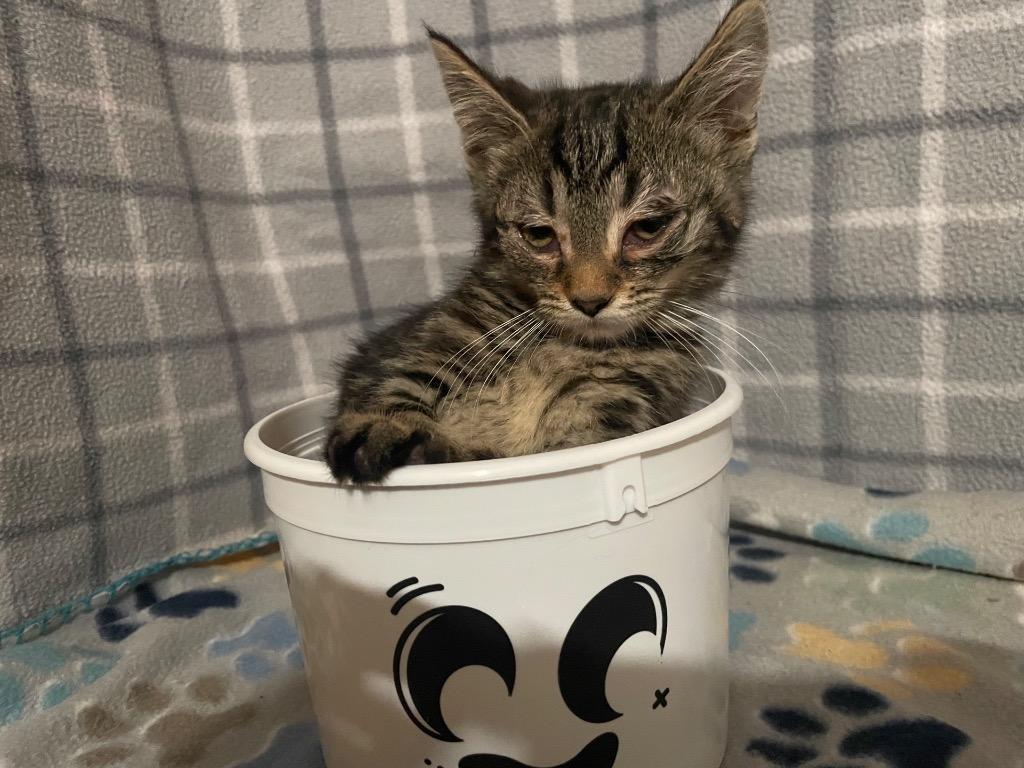 Enlarge Lizzie, a Adoptable mixed breed in Johnson City, TN image 3/4