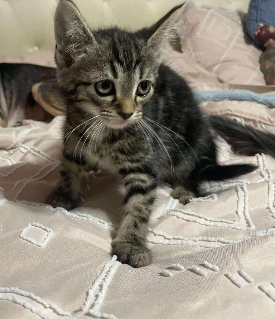 Enlarge Lizzie, a Adoptable mixed breed in Johnson City, TN image 4/4