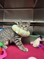 Enlarge Lucky, a ADOPTABLE Domestic Short Hair in Manitowoc, WI image 1/1