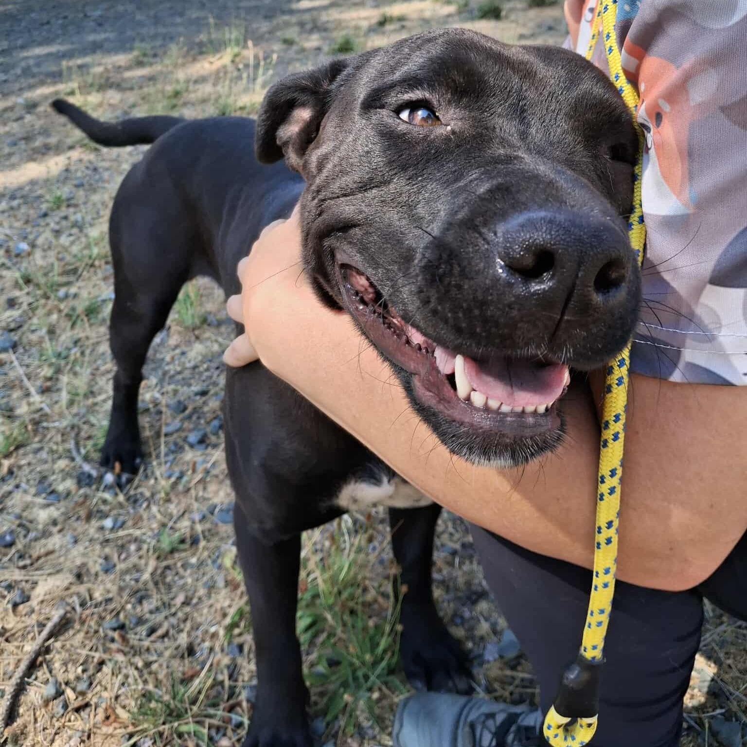 Missy, an adoptable Pit Bull Terrier in Weaverville, CA, 96093 | Photo Image 2