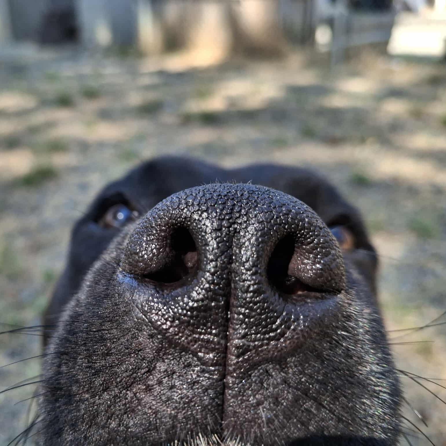 Missy, an adoptable Pit Bull Terrier in Weaverville, CA, 96093 | Photo Image 4