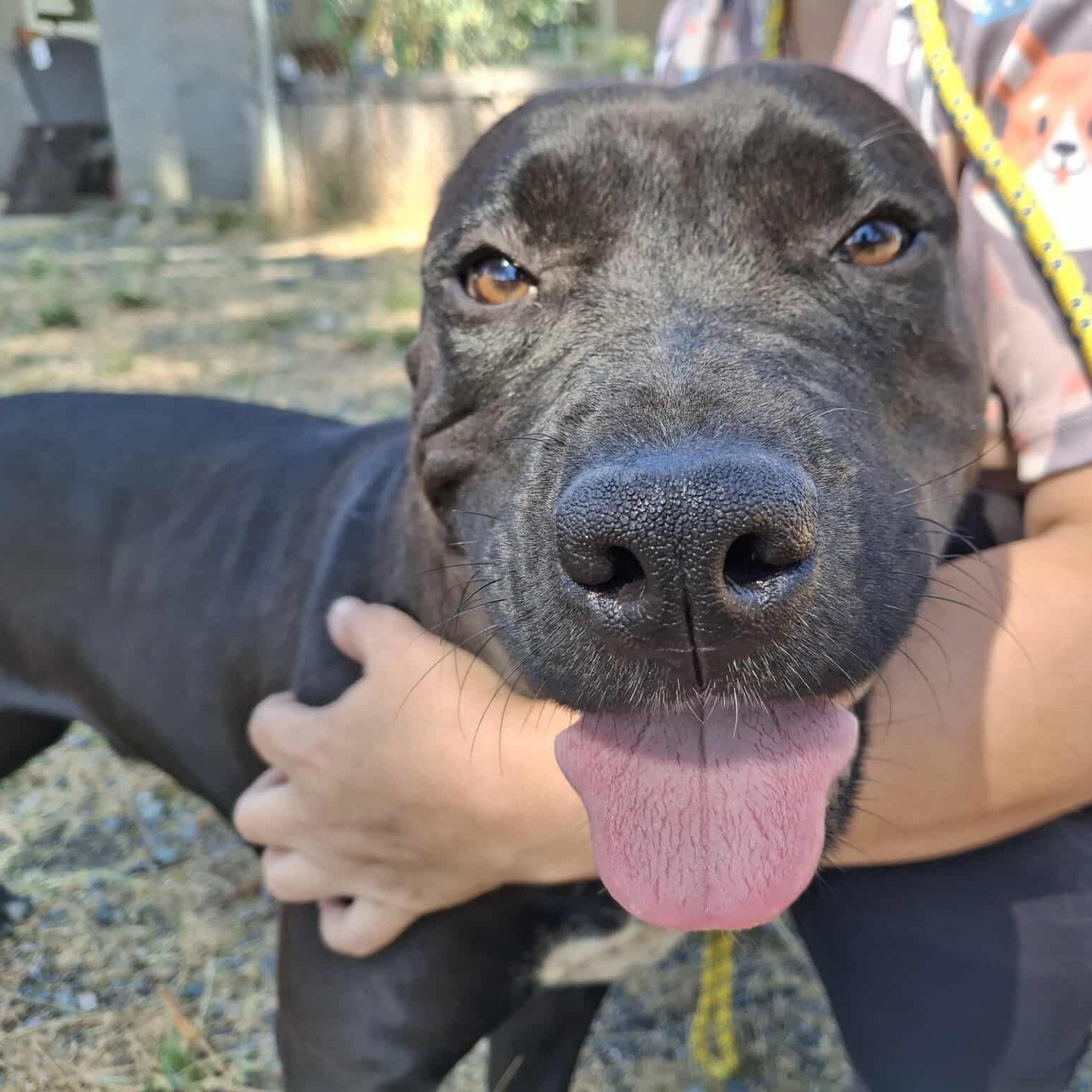 Missy, a Adoptable mixed breed in Weaverville, CA image 5/6