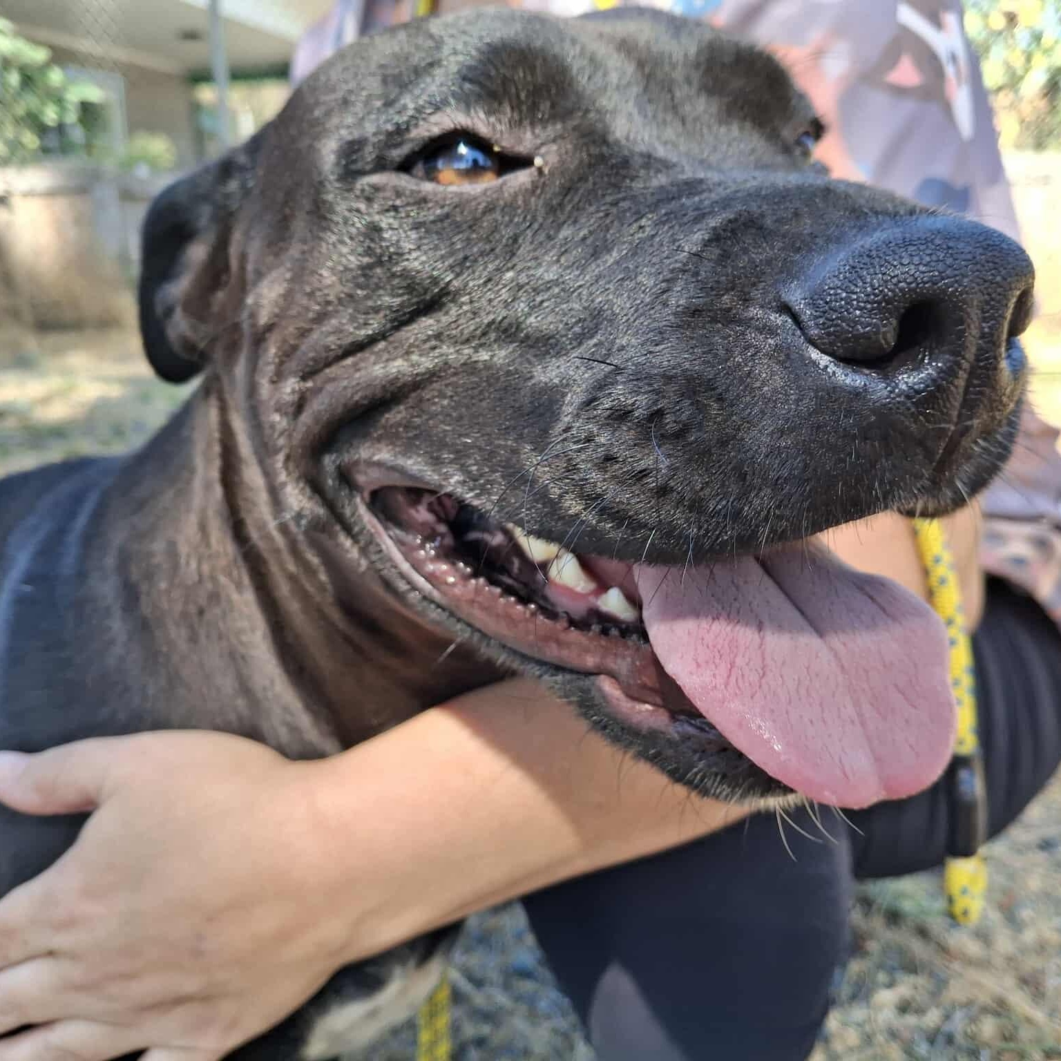 Missy, an adoptable Pit Bull Terrier in Weaverville, CA, 96093 | Photo Image 6