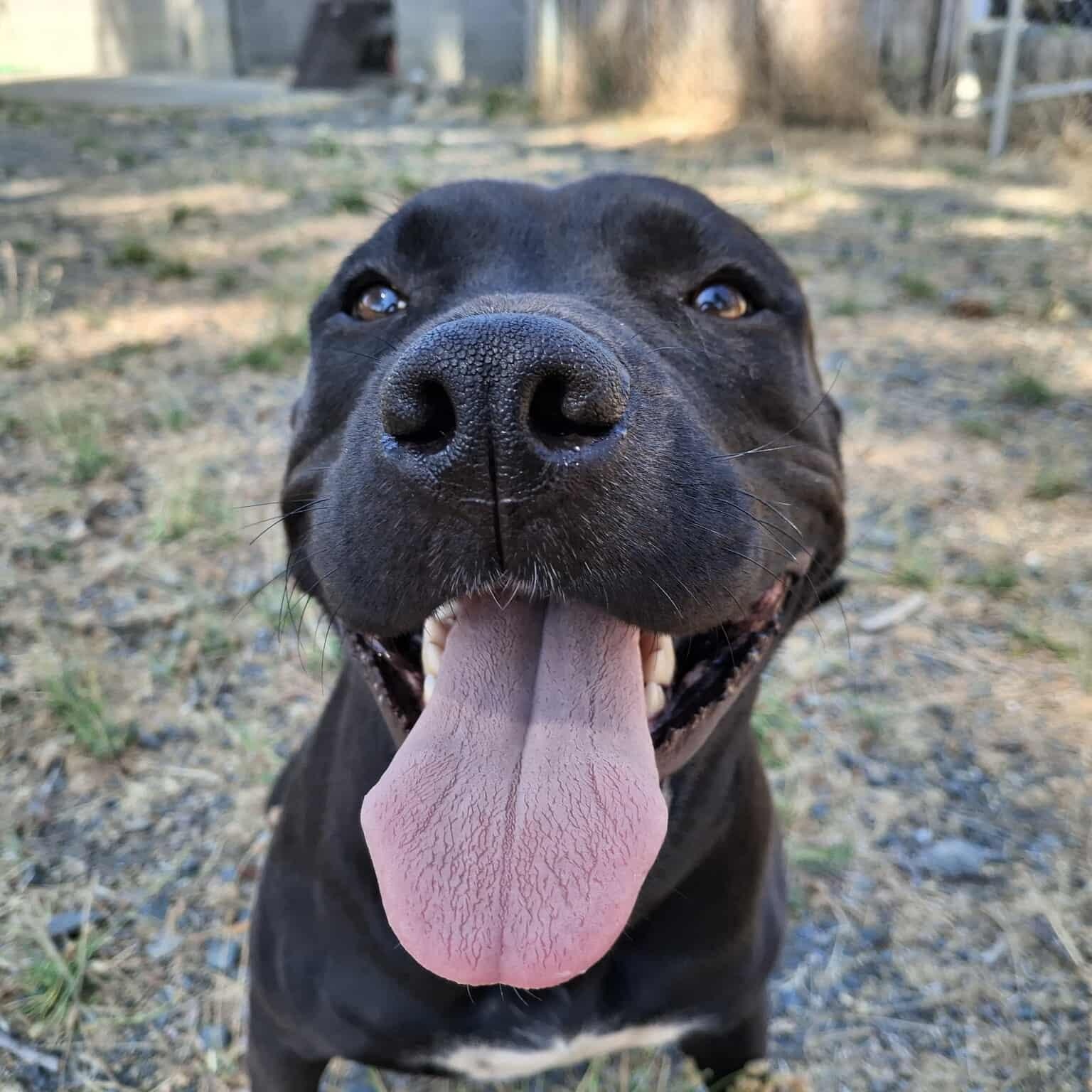 Missy, an adoptable Pit Bull Terrier in Weaverville, CA, 96093 | Photo Image 1