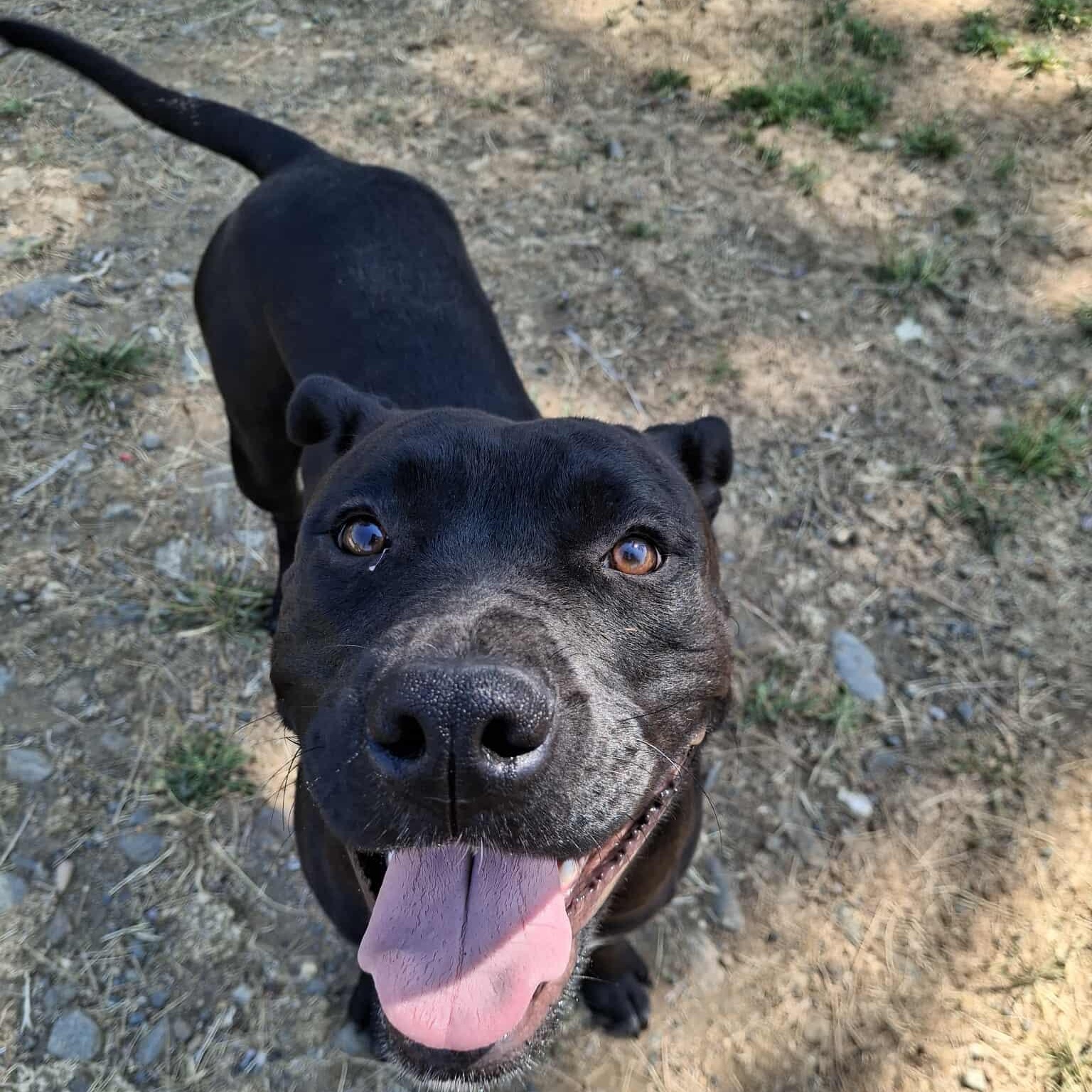 Missy, a Adoptable mixed breed in Weaverville, CA image 1/6
