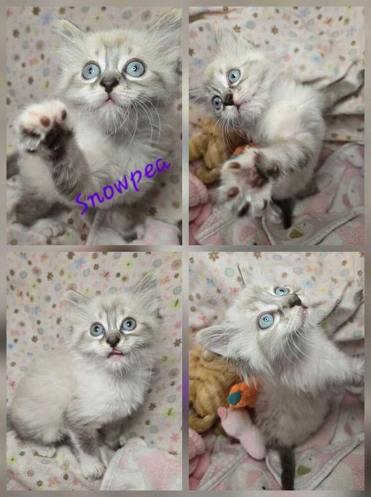 Enlarge Snowpea, a Adoptable mixed breed in Salinas, CA image 1/4