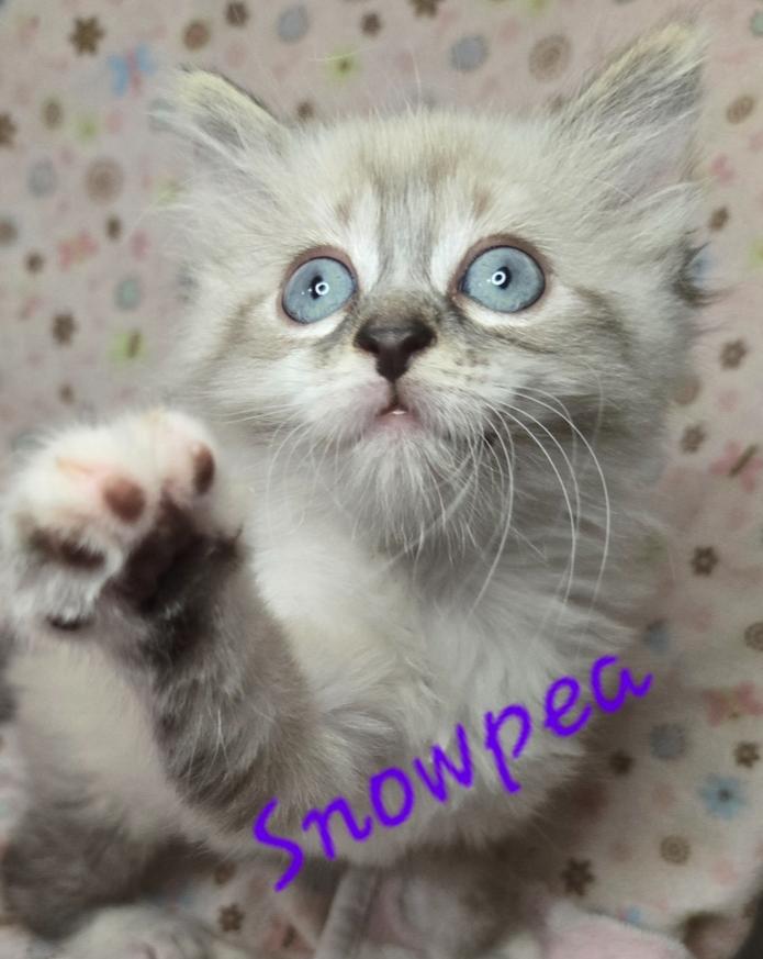 Enlarge Snowpea, a Adoptable mixed breed in Salinas, CA image 4/4