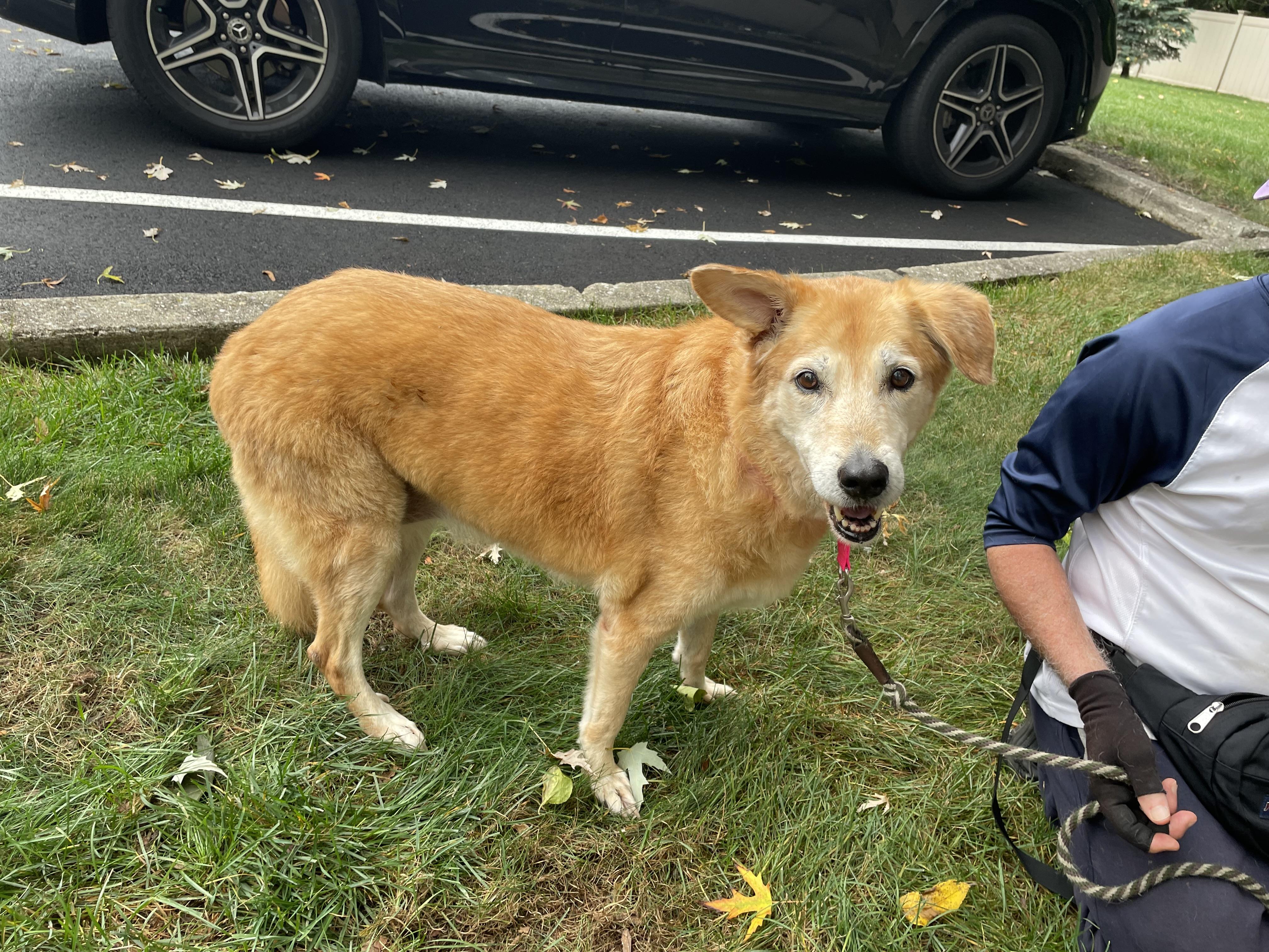 Tinkerbell, a Adopted mixed breed in Edgewater, NJ image 1/4