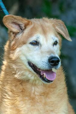 Tinkerbell, a Adopted mixed breed in Edgewater, NJ image 3/4