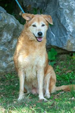 Tinkerbell, a Adopted mixed breed in Edgewater, NJ image 4/4