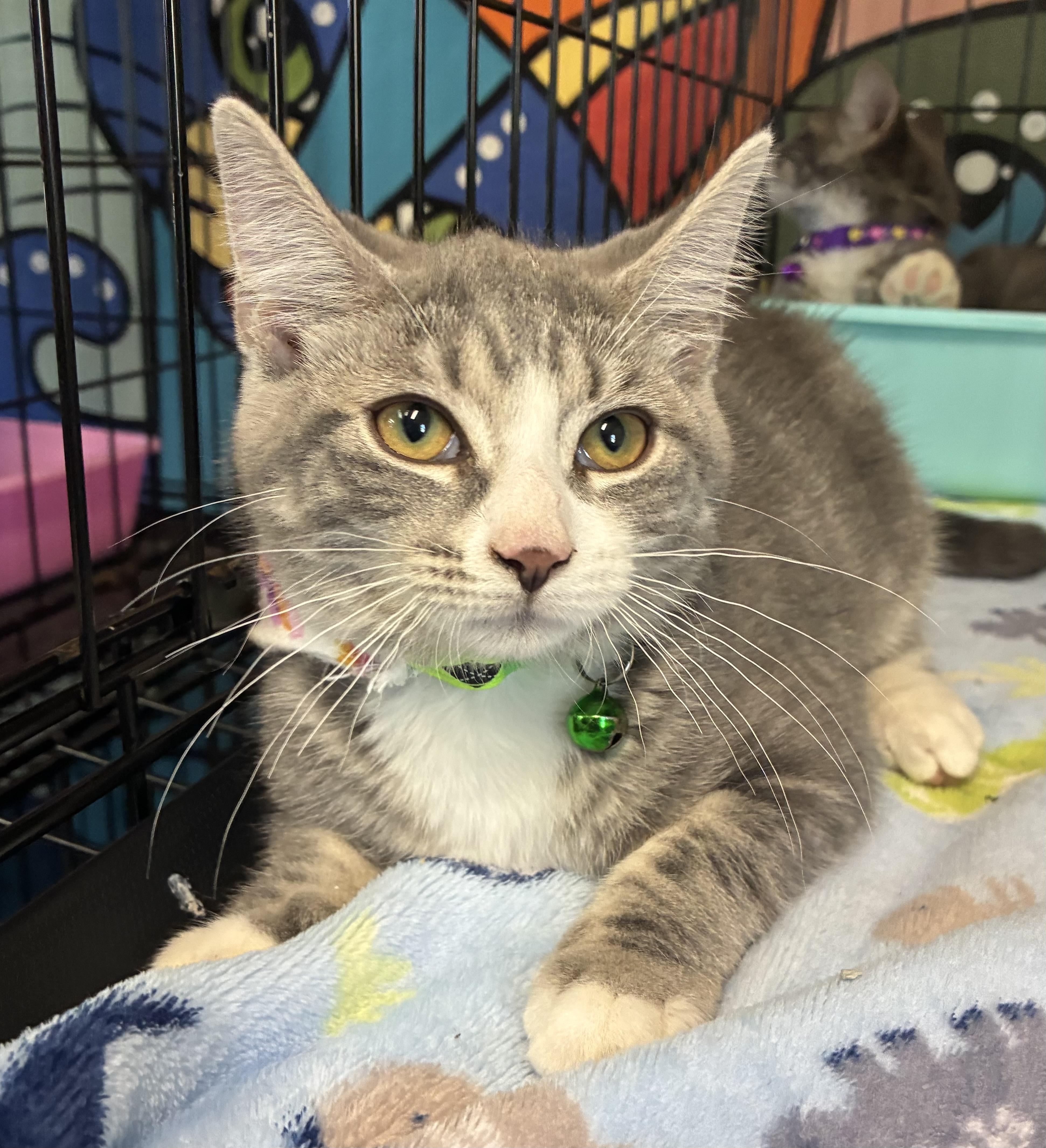 Enlarge Sprite, a ADOPTABLE Domestic Short Hair in Breinigsville, PA image 2/4