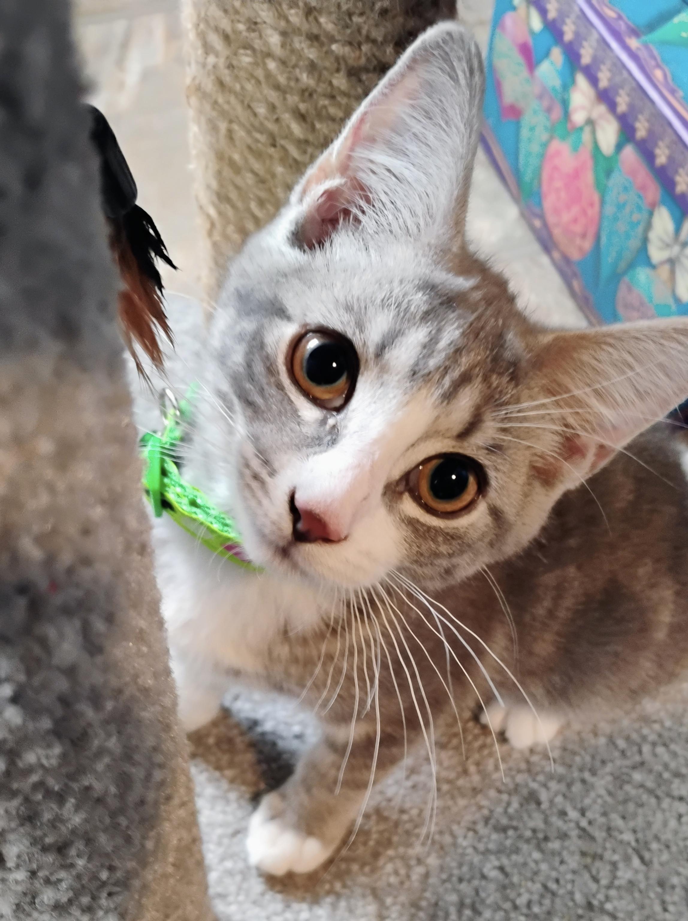 Enlarge Sprite, a ADOPTABLE Domestic Short Hair in Breinigsville, PA image 4/4
