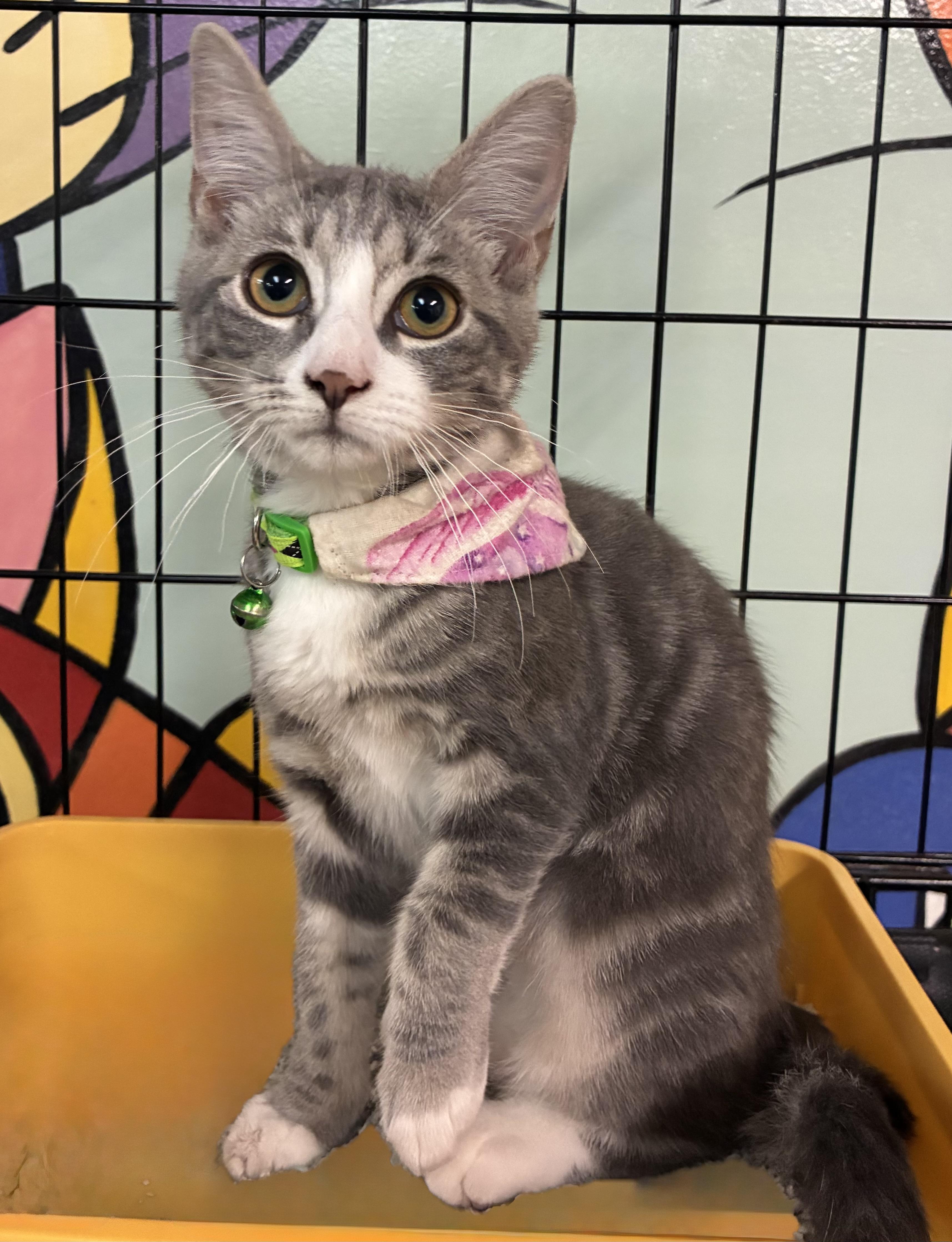 Enlarge Sprite, a ADOPTABLE Domestic Short Hair in Breinigsville, PA image 1/4