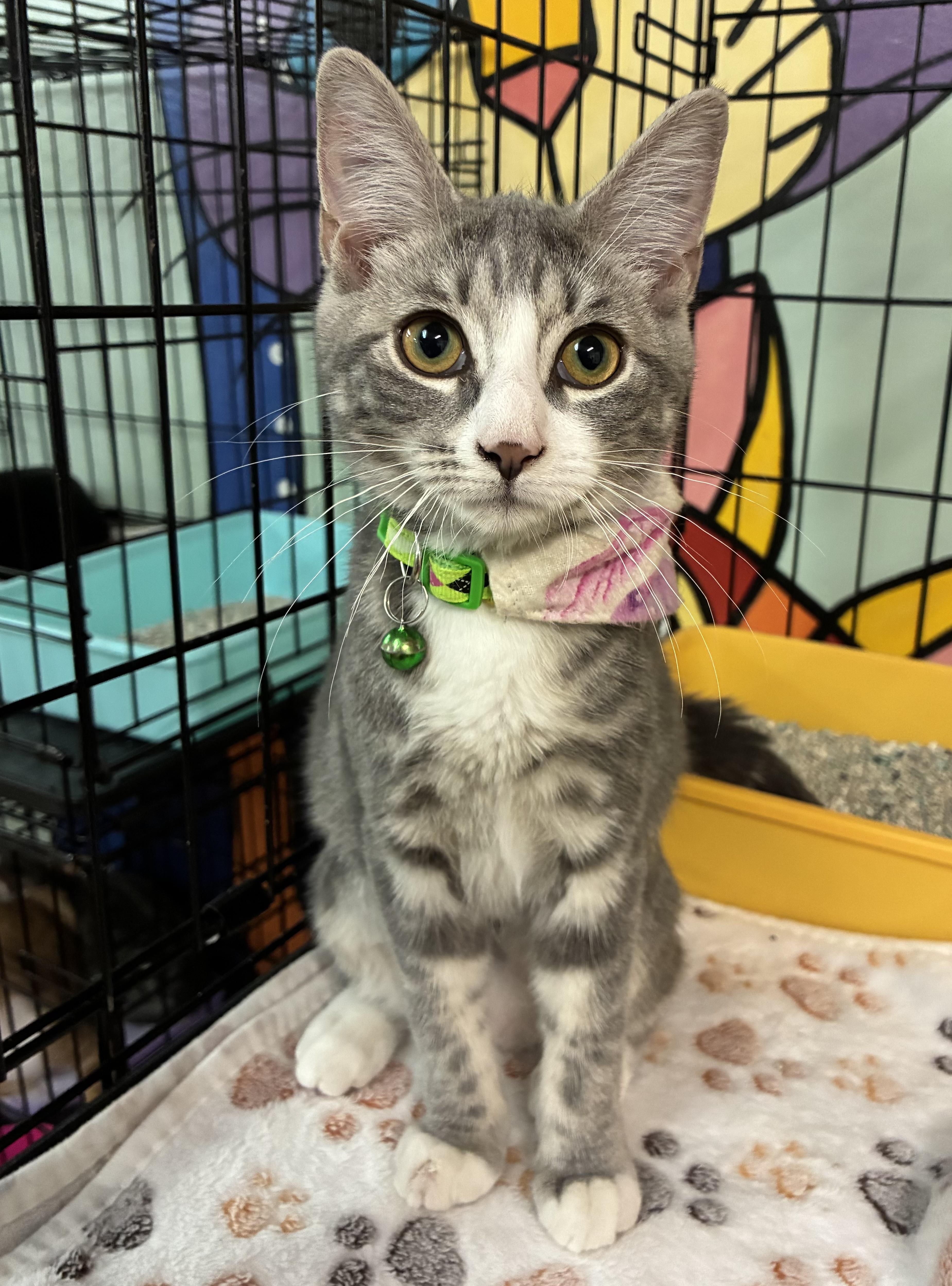 Enlarge Sprite, a ADOPTABLE Domestic Short Hair in Breinigsville, PA image 3/4