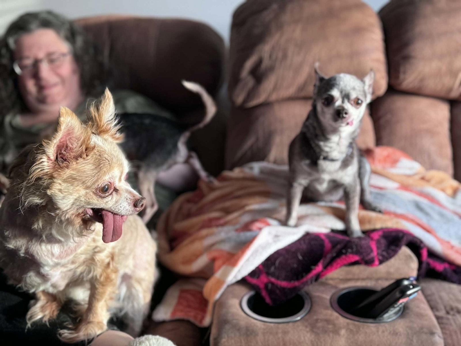 Bilbo, Adoptable, Senior Male Chihuahua.