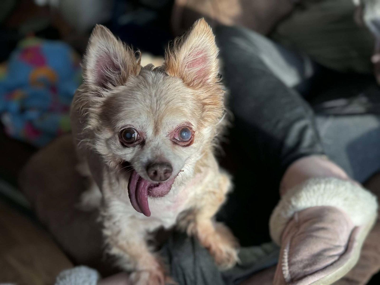 Bilbo, a Adoptable Chihuahua in O'Fallon, MO image 2/3