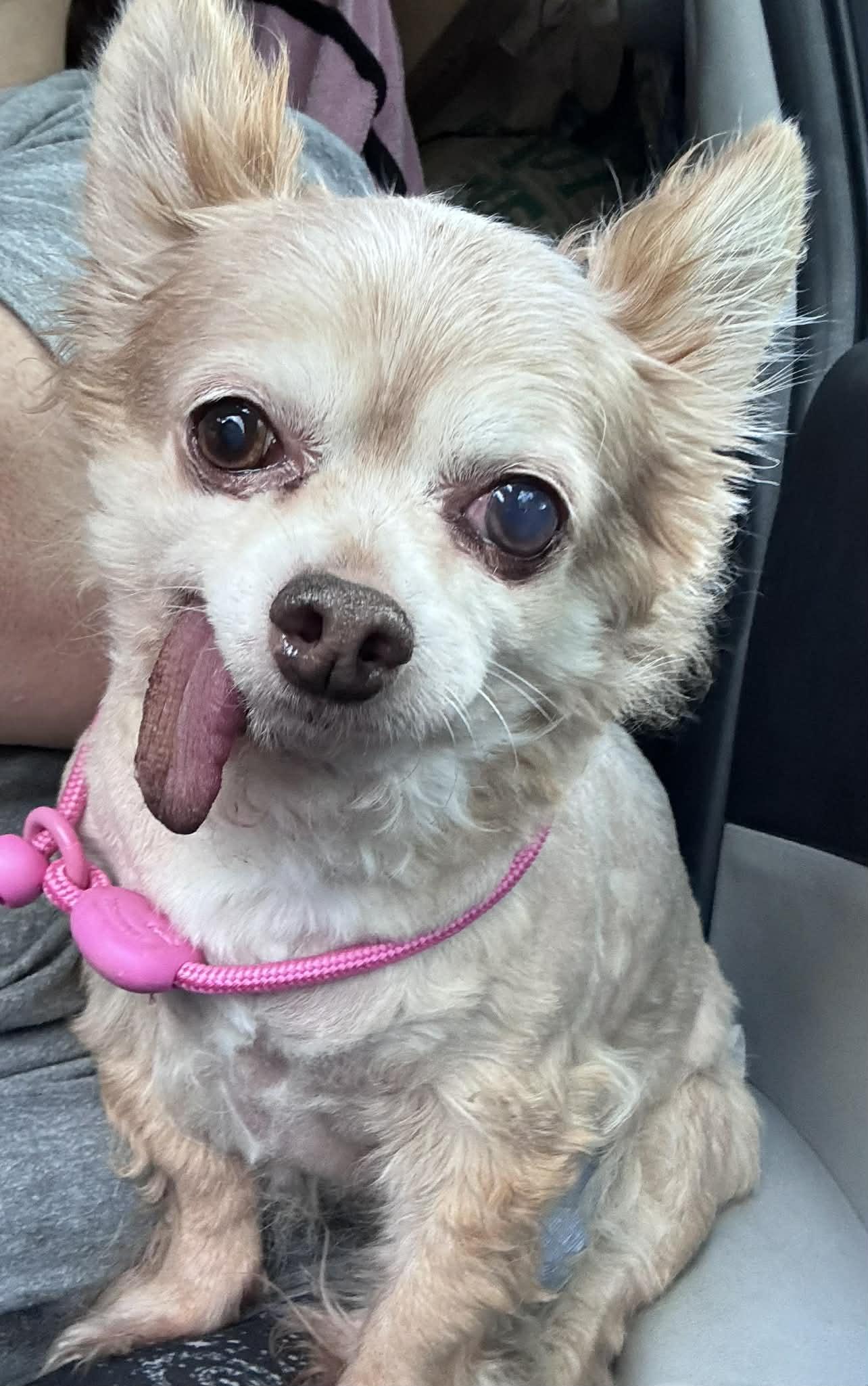 Bilbo, a Adoptable Chihuahua in O'Fallon, MO image 3/3