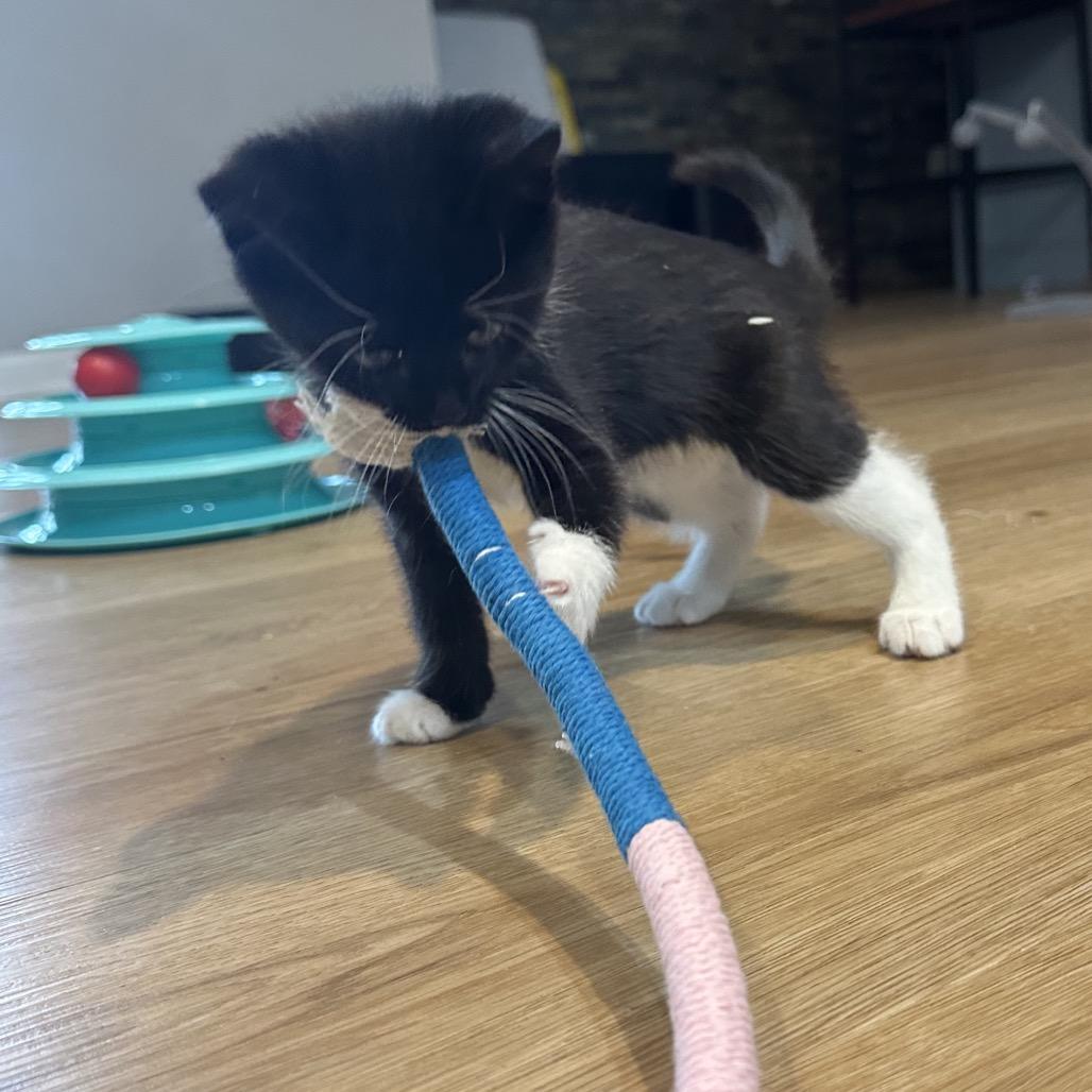 Tagalong, Adoptable, Kitten Female Domestic Short Hair.