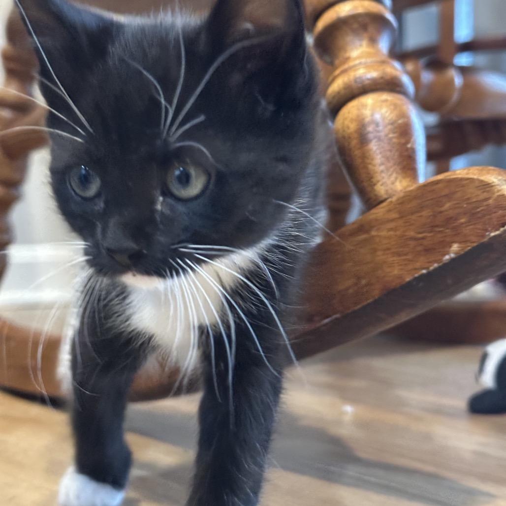 Enlarge Tagalong, a Adoptable Domestic Short Hair in Silver Spring, MD image 2/6