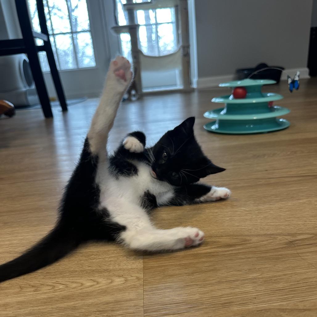 Enlarge Tagalong, a Adoptable Domestic Short Hair in Silver Spring, MD image 3/6