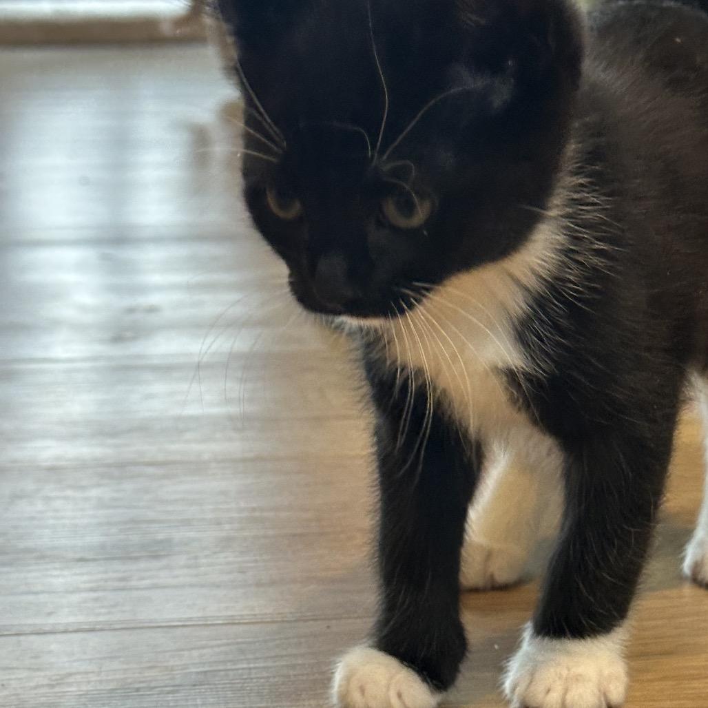 Enlarge Tagalong, a Adoptable Domestic Short Hair in Silver Spring, MD image 4/6