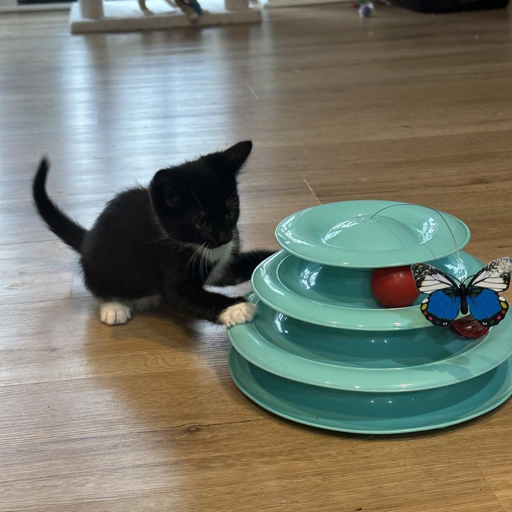 Enlarge Tagalong, a Adoptable Domestic Short Hair in Silver Spring, MD image 5/6