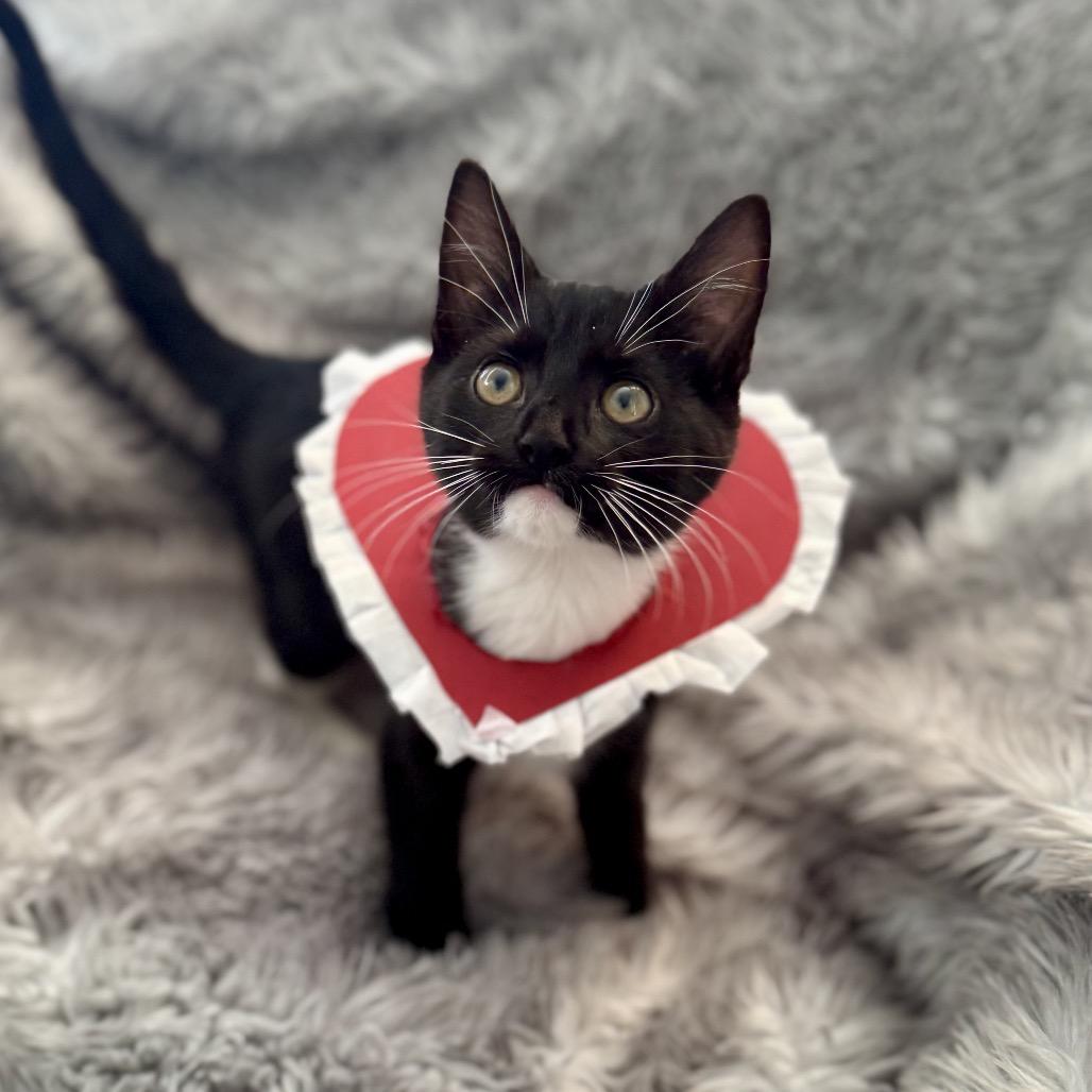 Enlarge Tagalong, a Adoptable Domestic Short Hair in Silver Spring, MD image 6/6