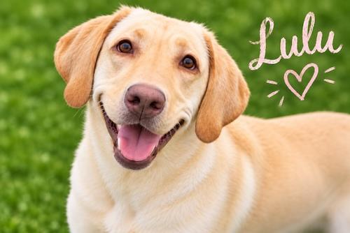 Lulu 16, ADOPTABLE, Adult Female Yellow Labrador Retriever.