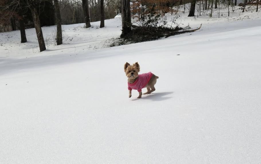 Enlarge Gidget, an adopted Yorkshire Terrier in Medfield, MA image 3/3