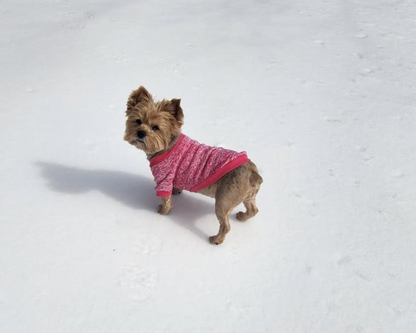 Enlarge Gidget, an adopted Yorkshire Terrier in Medfield, MA image 2/3