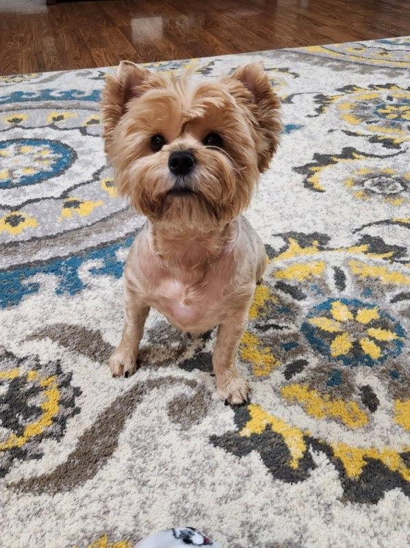 Enlarge Gidget, an adopted Yorkshire Terrier in Medfield, MA image 1/3