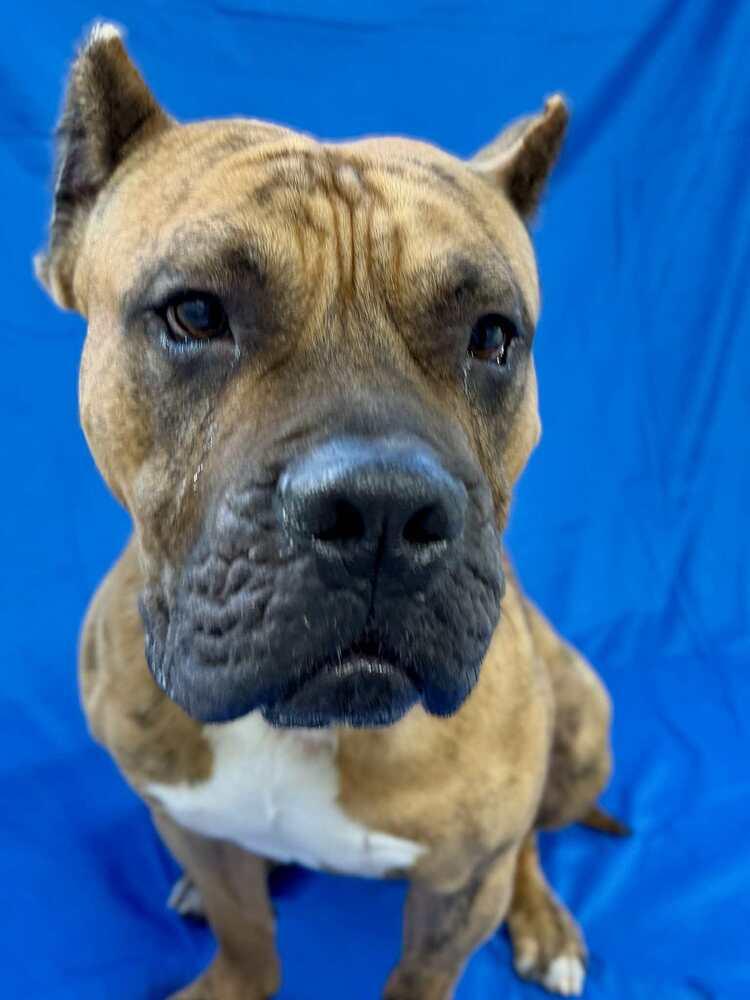 Enlarge Tiny Tim, a Adoptable Presa Canario in Grand Rapids, MI image 1/4