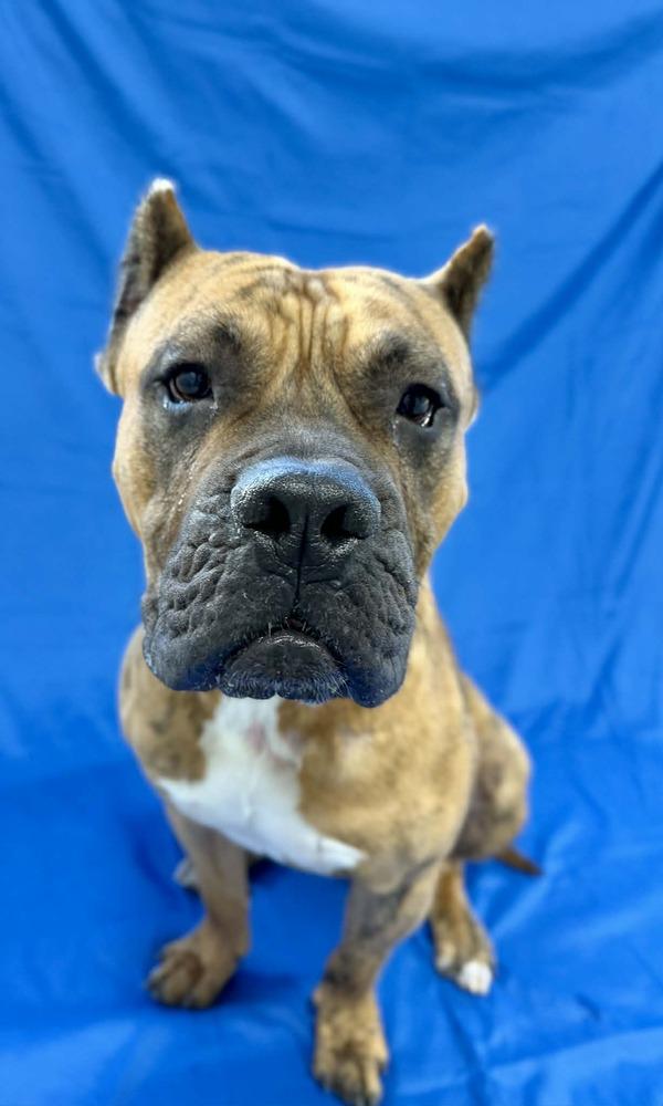 Enlarge Tiny Tim, a Adoptable Presa Canario in Grand Rapids, MI image 2/4