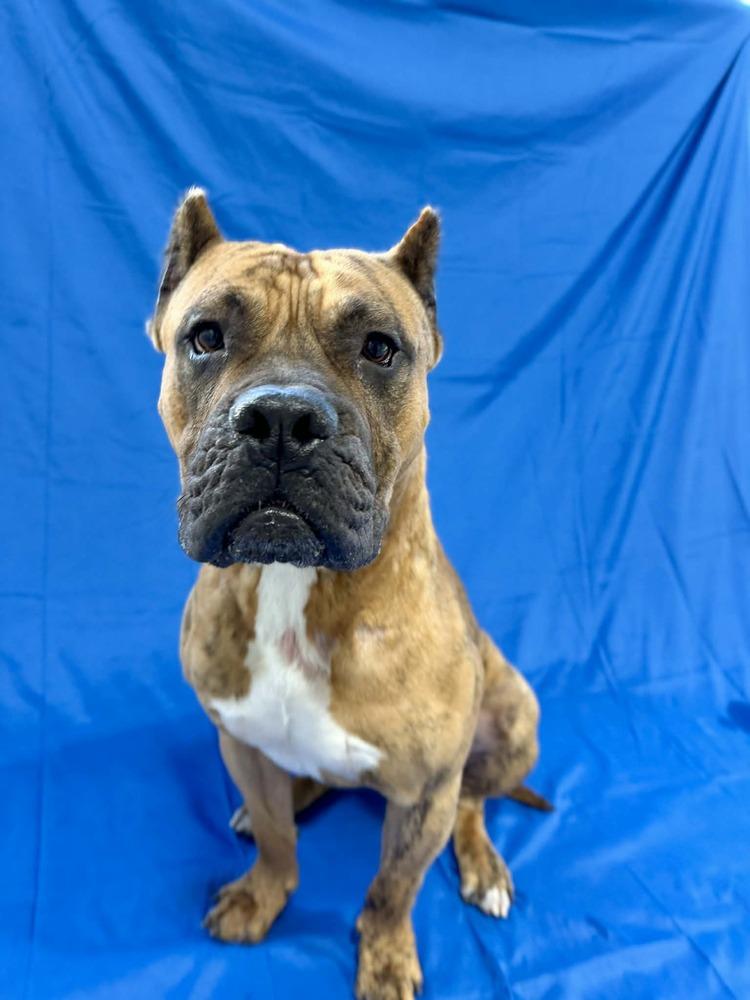 Enlarge Tiny Tim, a Adoptable Presa Canario in Grand Rapids, MI image 3/4