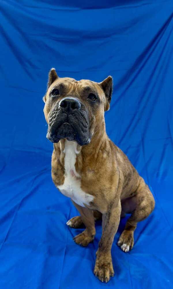 Enlarge Tiny Tim, a Adoptable Presa Canario in Grand Rapids, MI image 4/4