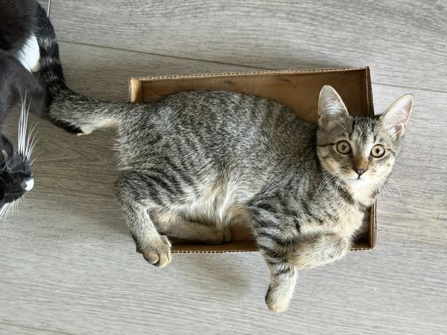 Enlarge Peppa, a Adoptable Domestic Short Hair in Manorville, NY image 3/4