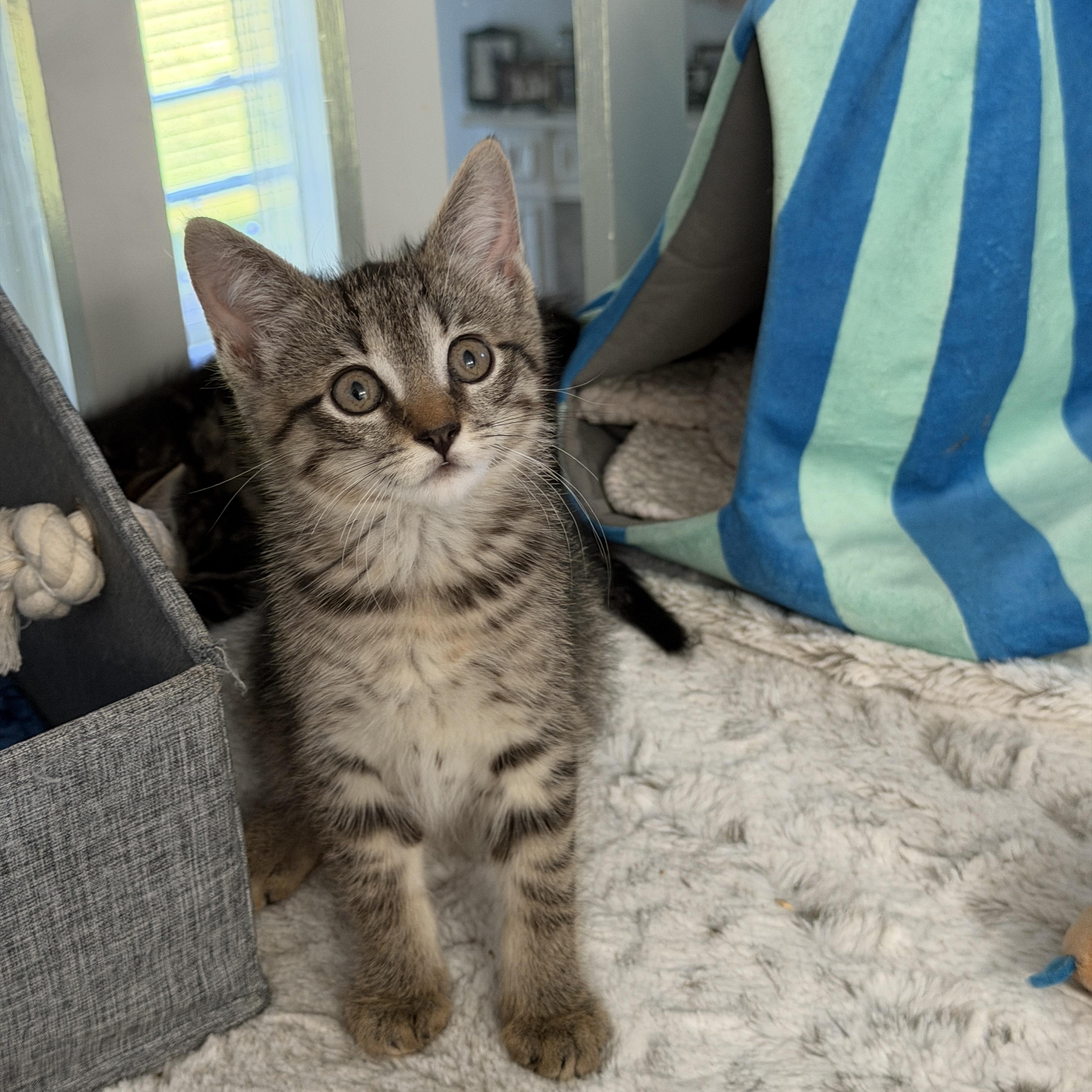 Enlarge Peppa, a ADOPTABLE Domestic Short Hair in Manorville, NY image 2/3