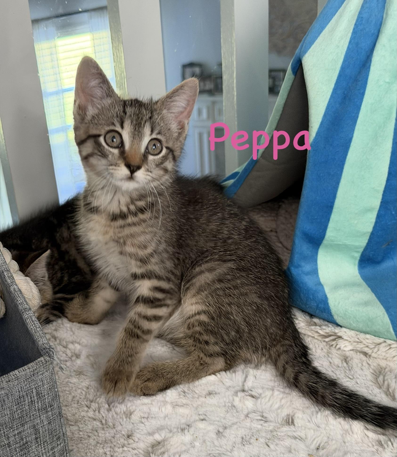 Peppa, ADOPTABLE, Kitten Female Domestic Short Hair.