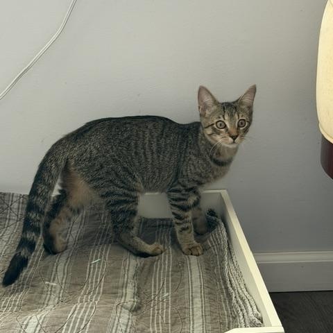Enlarge Peppa, a Adoptable Domestic Short Hair in Manorville, NY image 2/4